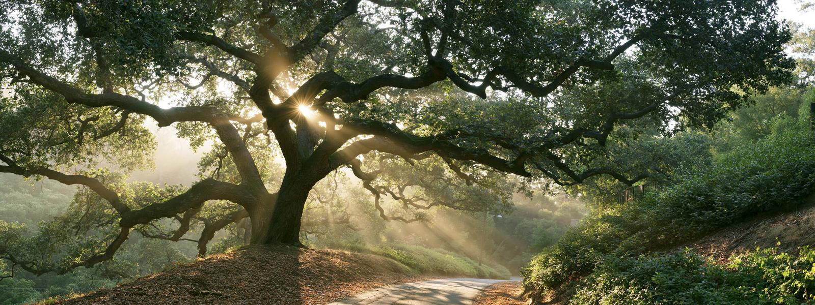 An enormous spreading valley oak over a quiet lane, sun breaking through the branches