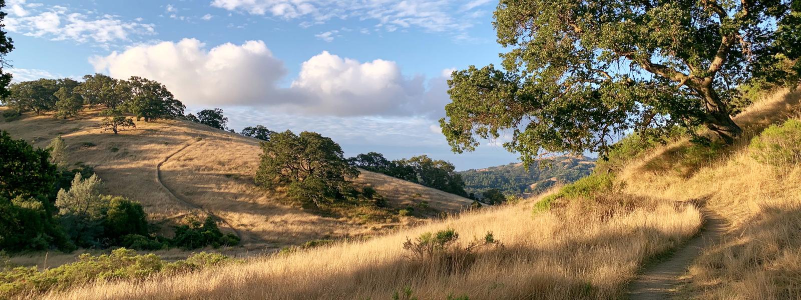A wooded canyon slope of live oaks and dry grass dropping away below a bluff