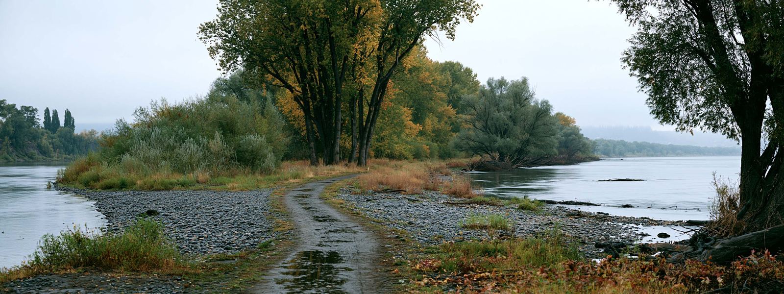 A gravel trail along a river bank under cottonwoods and willows on an overcast morning